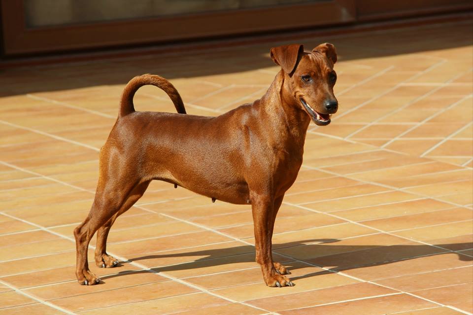 lo zwergpinscher