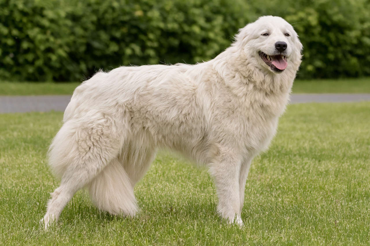 il Cane Da Pastore Maremmano Abruzzese