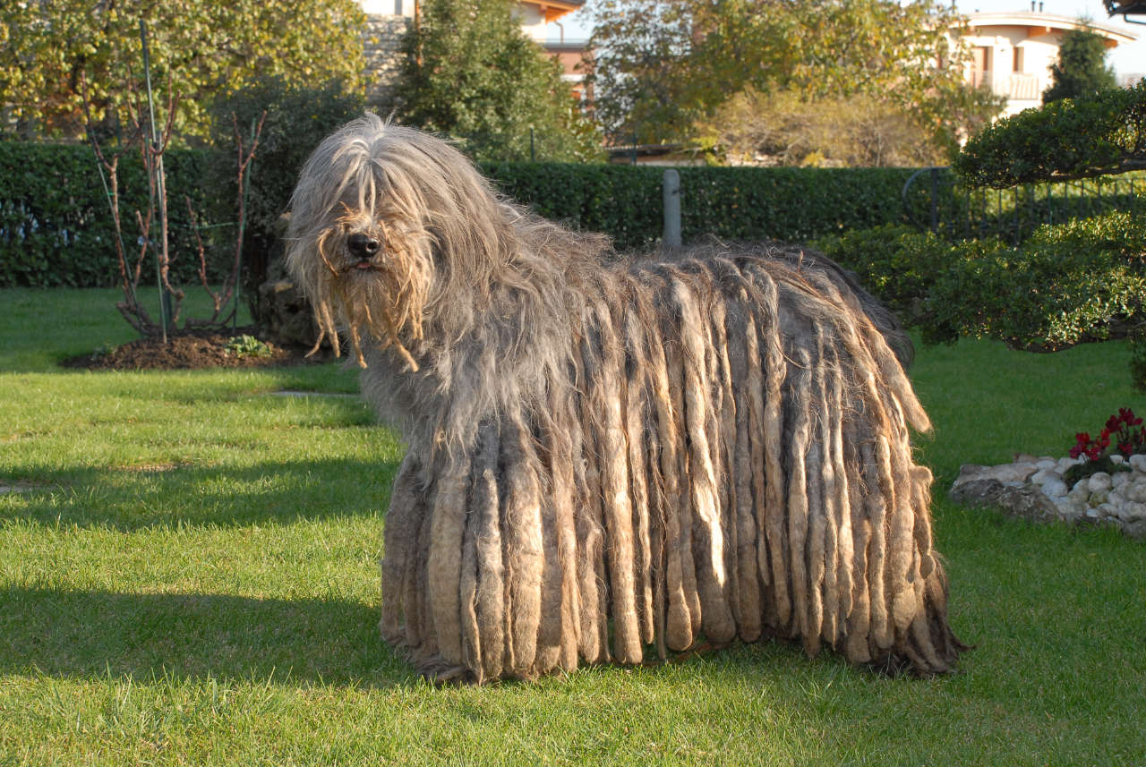 il cane da pastore bergamasco