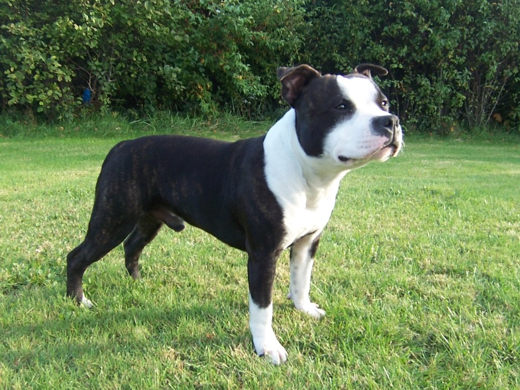 lo Staffordshire Bull Terrier