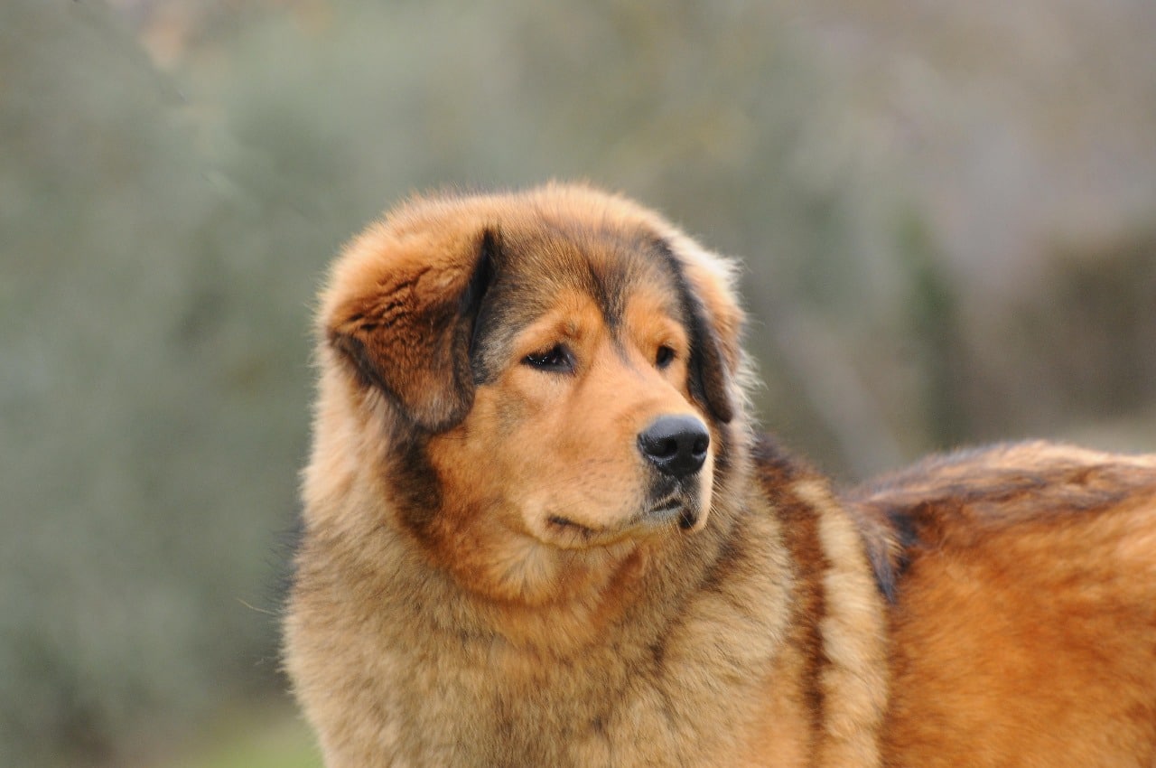 il Tibetan Mastiff