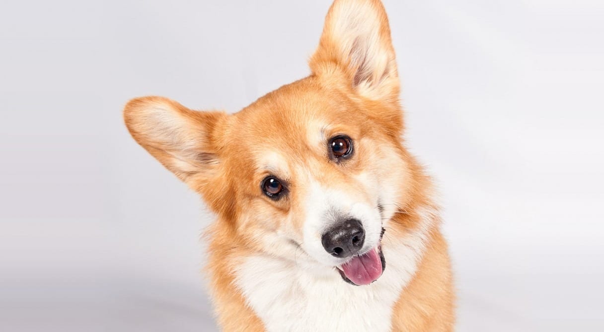 il Welsh Corgi Pembroke