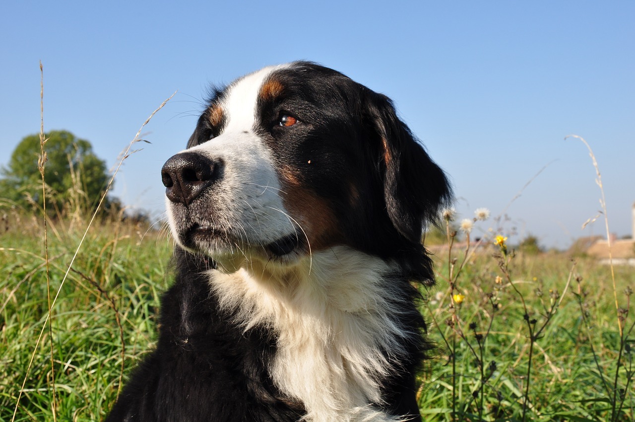 il Bovaro del Bernese