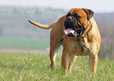 il Bullmastiff