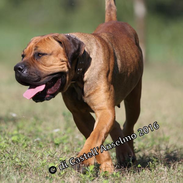 il Cane Corso