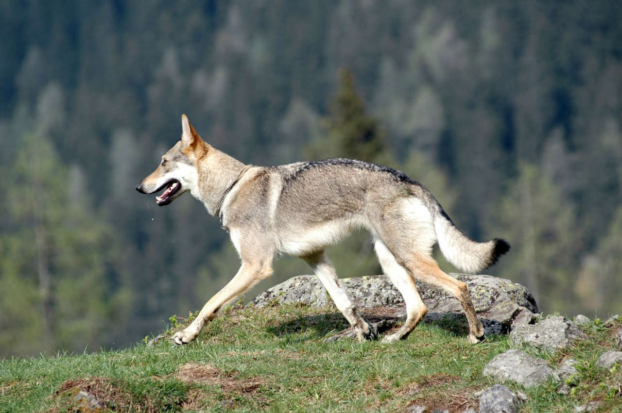 il Cane Lupo Cecoslovacco