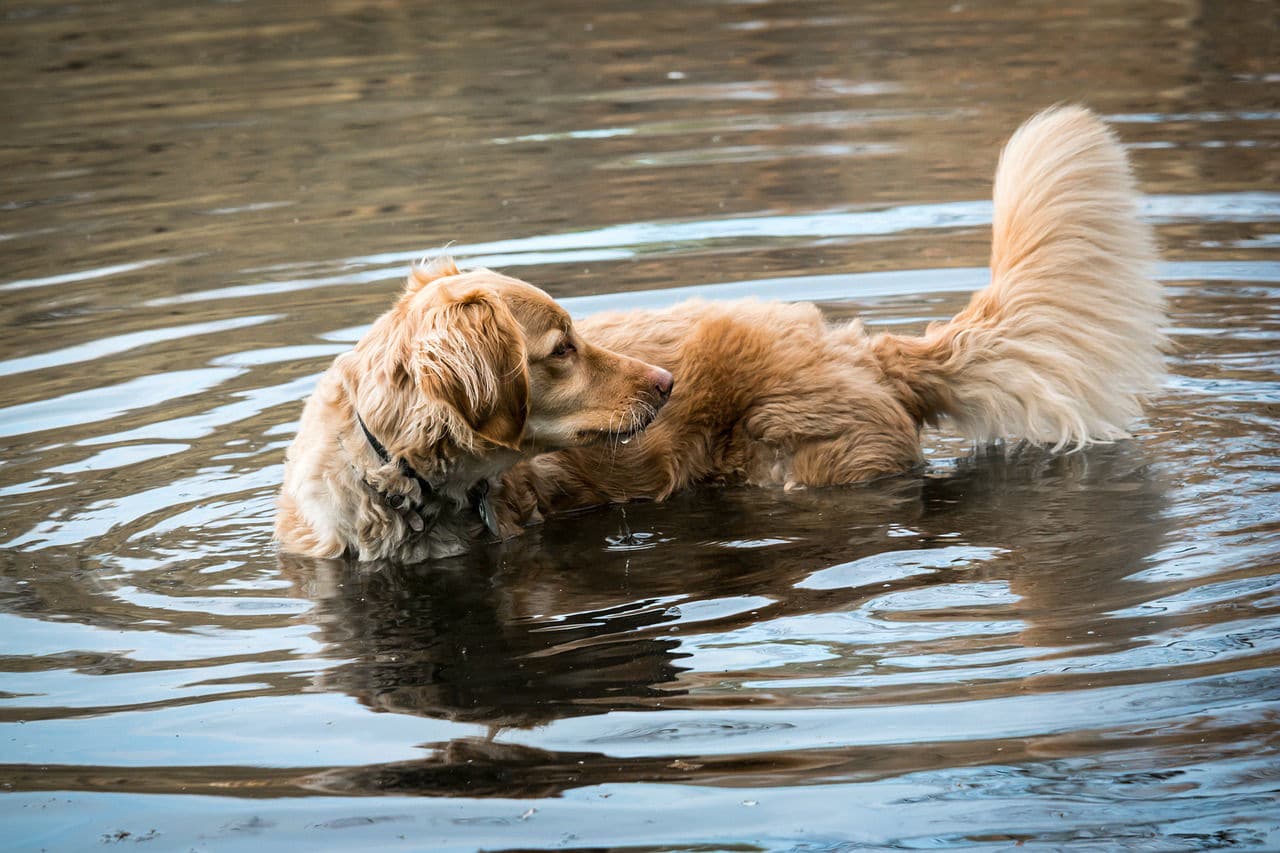 Il mio cane agita la coda: ma cosa vuol dire?