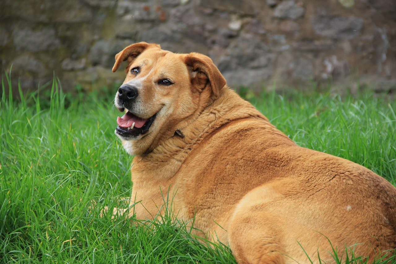 Torino: 1 cane su 3 è sovrappeso