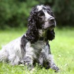 cocker spaniel inglese