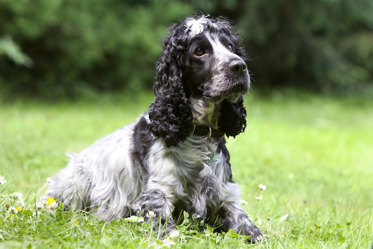 il Cocker Spaniel Inglese