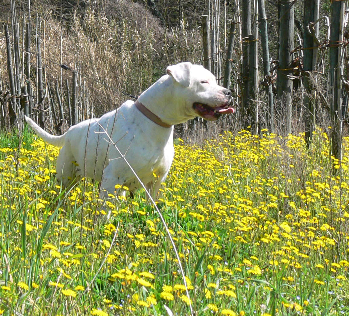 il dogo argentino