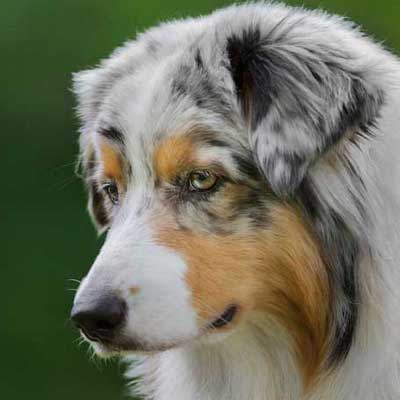 Australian Shepherd