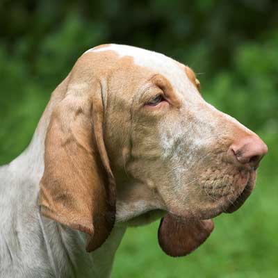 Bracco Italiano