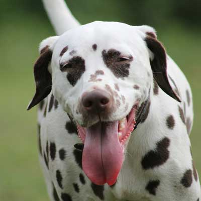 Dalmata