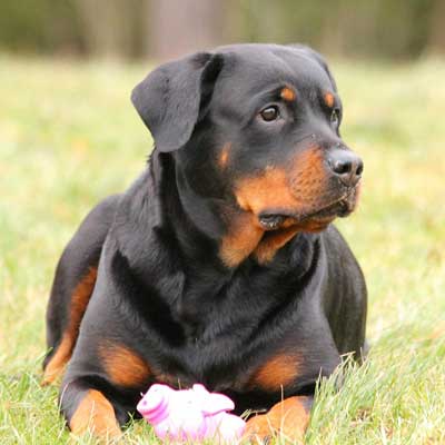 Rottweiler