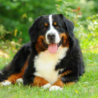 Bovaro Del Bernese