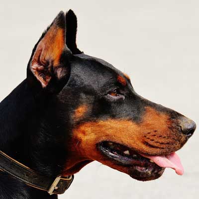 Dobermann