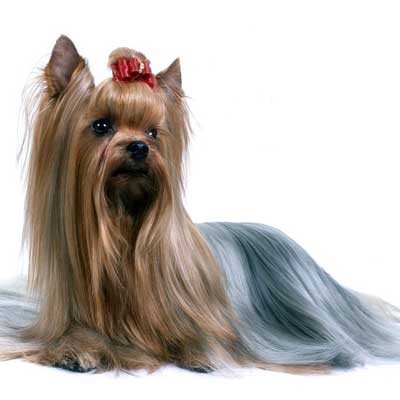 Australian Silky Terrier