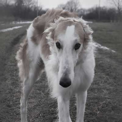 Barzoi