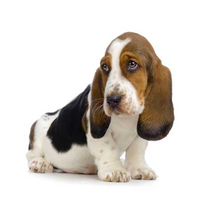 Bassethound