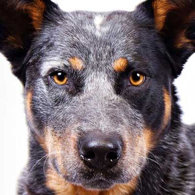 Australian Cattle Dog