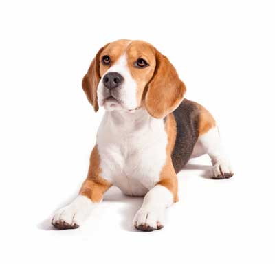 Beagle