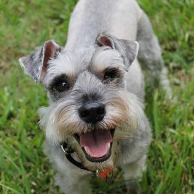 Schnauzer Medio