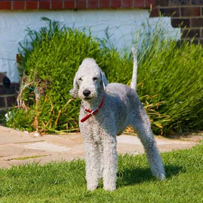 Bedlington Terrier