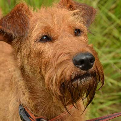 Irish Terrier