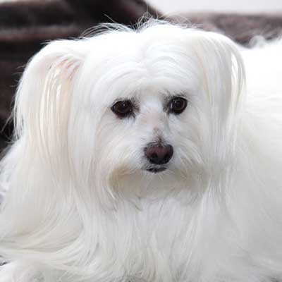 Maltese