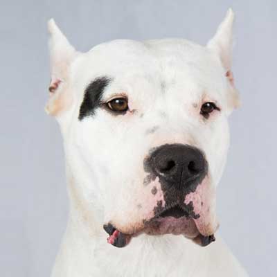 Dogo Argentino