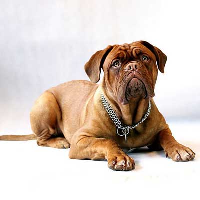 Dogue De Bordeaux