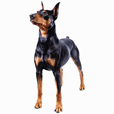 Pinscher