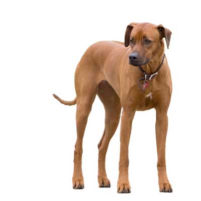 Rhodesian Ridgeback