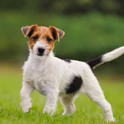 Jack Russell Terrier