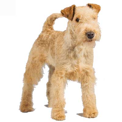 Lakeland Terrier