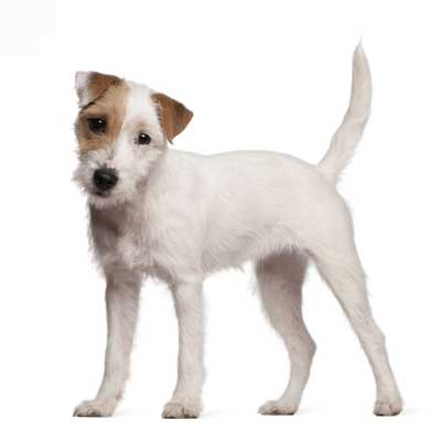 Parson Russell Terrier