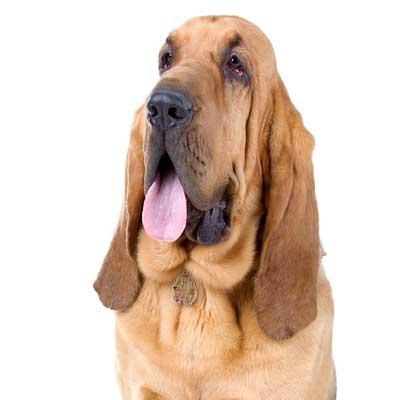 Bloodhound Chien De Saint-Hubert