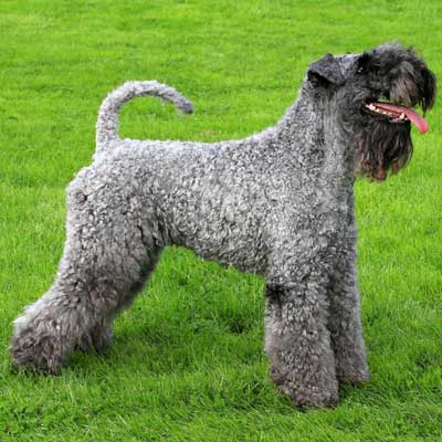 Kerry Blue Terrier