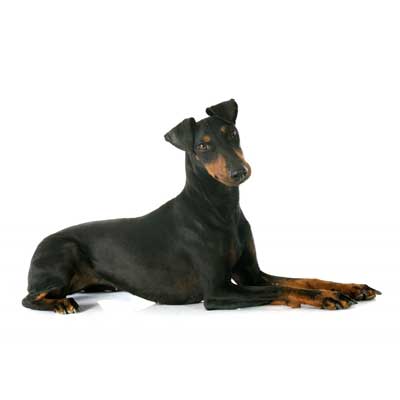 Manchester Terrier