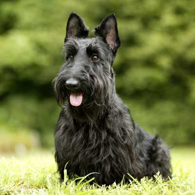 Scottish Terrier