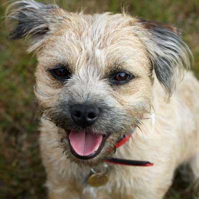 Border Terrier