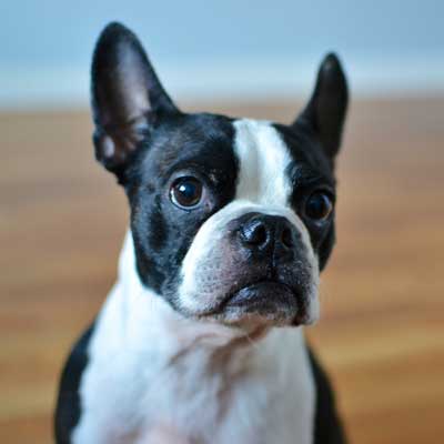 Boston Terrier