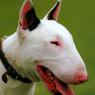 Bull Terrier Inglese Miniatura