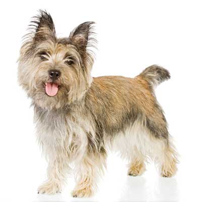 Cairn Terrier