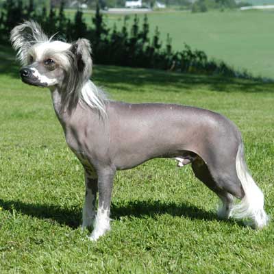 Chinese Crested Dog