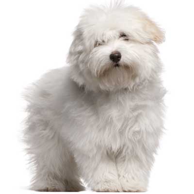 Coton De Tulear