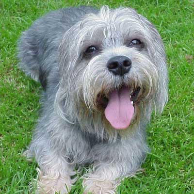 Dandie Dinmont Terrier