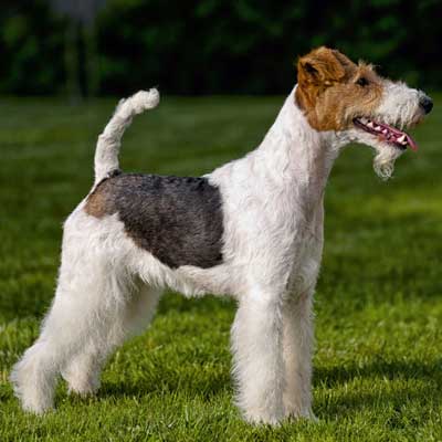 Fox Terrier A Pelo Ruvido