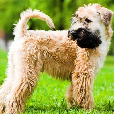 Irish Soft Coated Wheaten Terrier